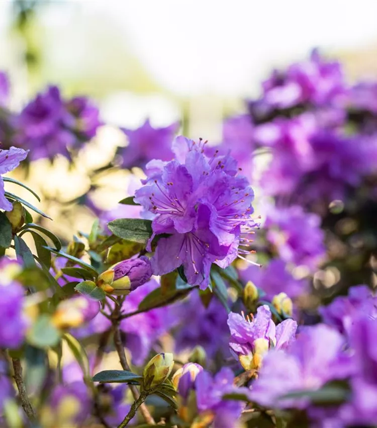 yaku-rhododendron Yaku Prince