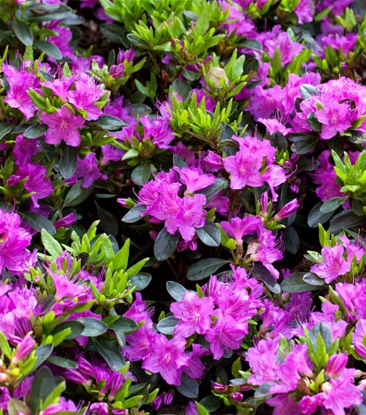 Rhododendron 'Königstein'