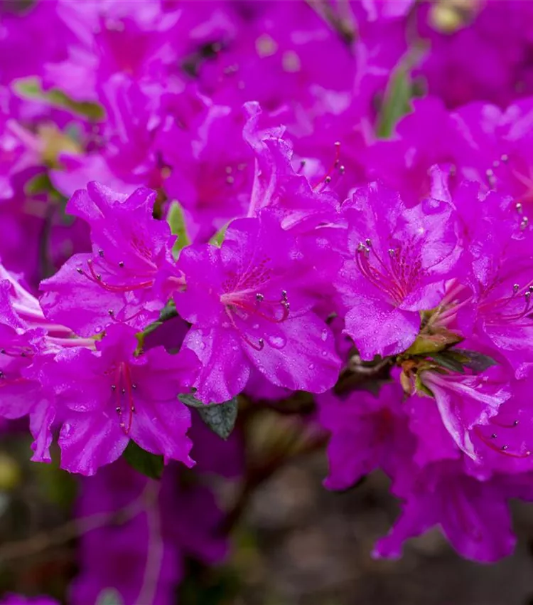 Rhododendron 'Königstein'