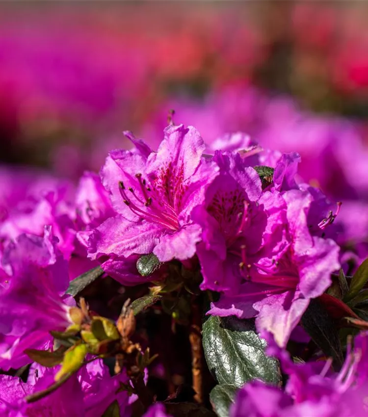 Rhododendron 'Königstein'