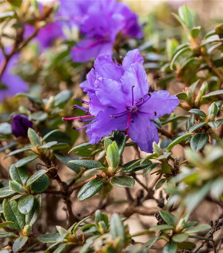 Rhododendron impeditum 'Saint Merryn', Kleinblttriger Rhododendron 'Saint  Merryn' | RICOTER Erdaufbereitung AG