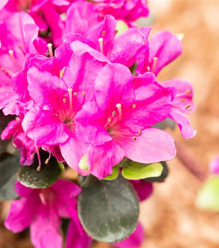Rhododendron obtusum 'Lady Dark', Japanische Azalee 'Lady Dark' | RICOTER  Erdaufbereitung AG