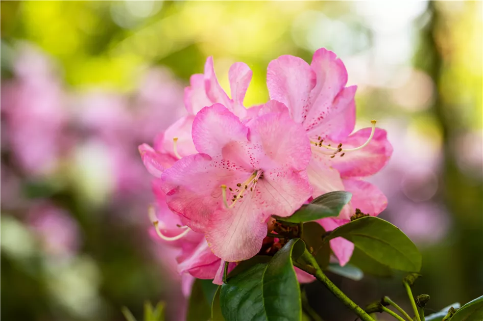 rhododendron sunfire Rhododendron Fire Rim 2gal  Cornell Farm