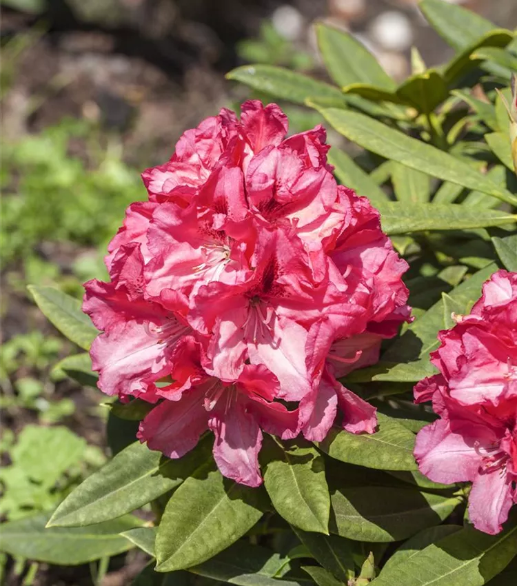 Rhododendron 'Marianne von Weizsäcker'
