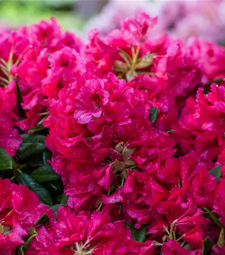 Rhododendron 'Marianne von Weizsäcker'