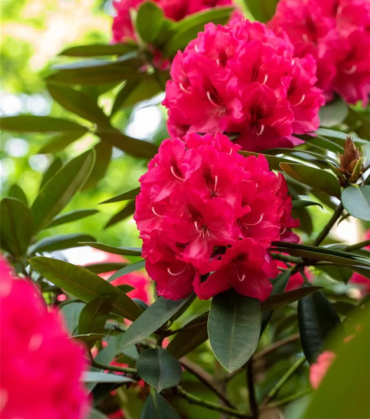 Rhododendron 'Marianne von Weizsäcker'