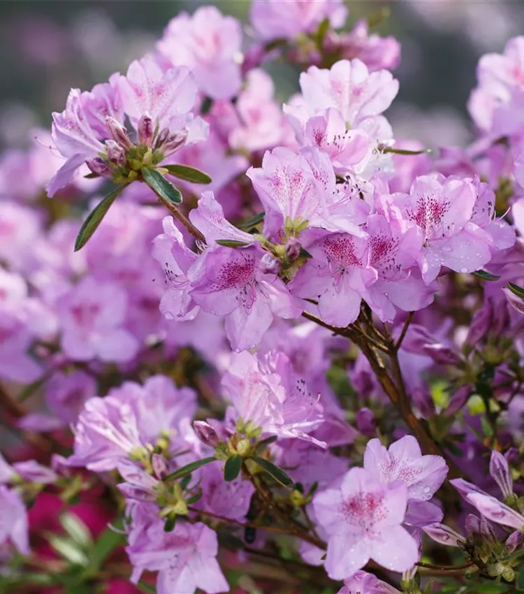 Rhododendron 'Ledikanense'