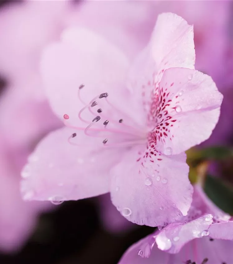 Rhododendron 'Ledikanense'