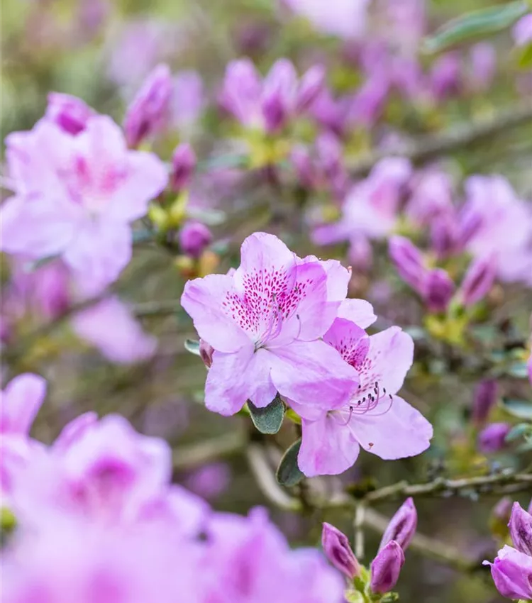 Rhododendron 'Ledikanense'