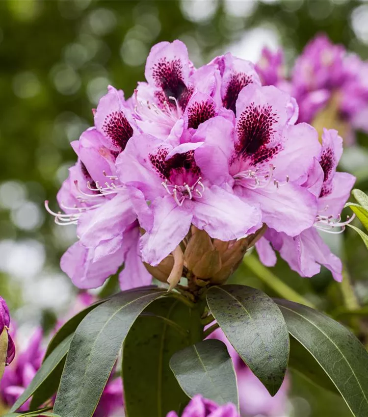 Rhododendron