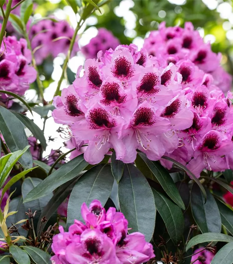 Rhododendron