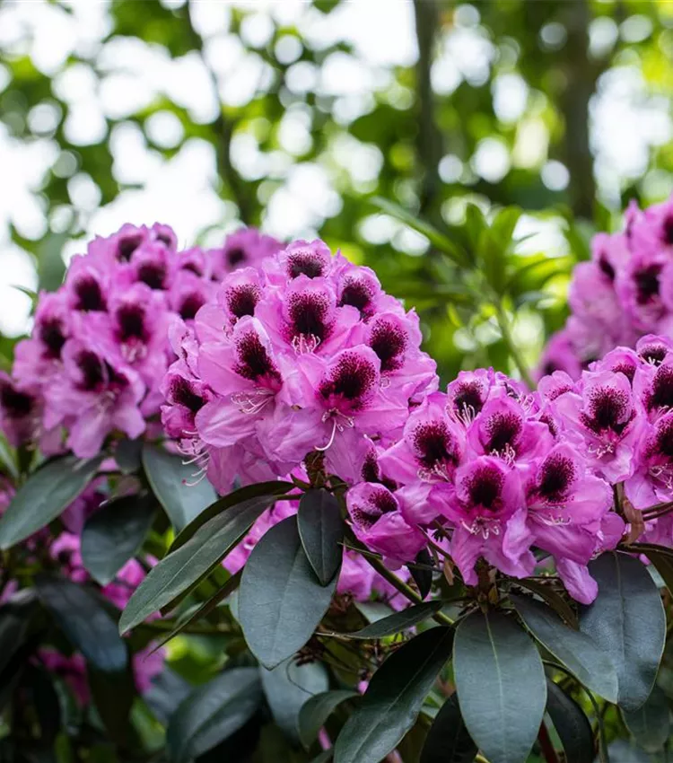 Rhododendron