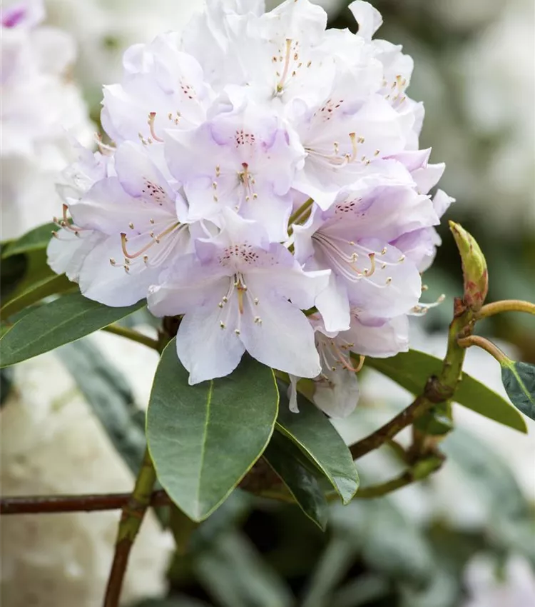 Rhododendron 'Jewess', Rhododendron-Hybride 'Jewess' | RICOTER  Erdaufbereitung AG