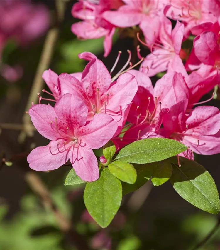 Rhododendron obtusum 'Madame Albert van Hecke', Japanische Azalee 'Madame  Albert van Hecke' | RICOTER Erdaufbereitung AG