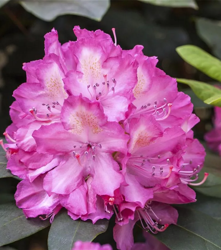 Rhododendron 'Junifeuer', Rhododendron-Hybride 'Junifeuer' | RICOTER  Erdaufbereitung AG