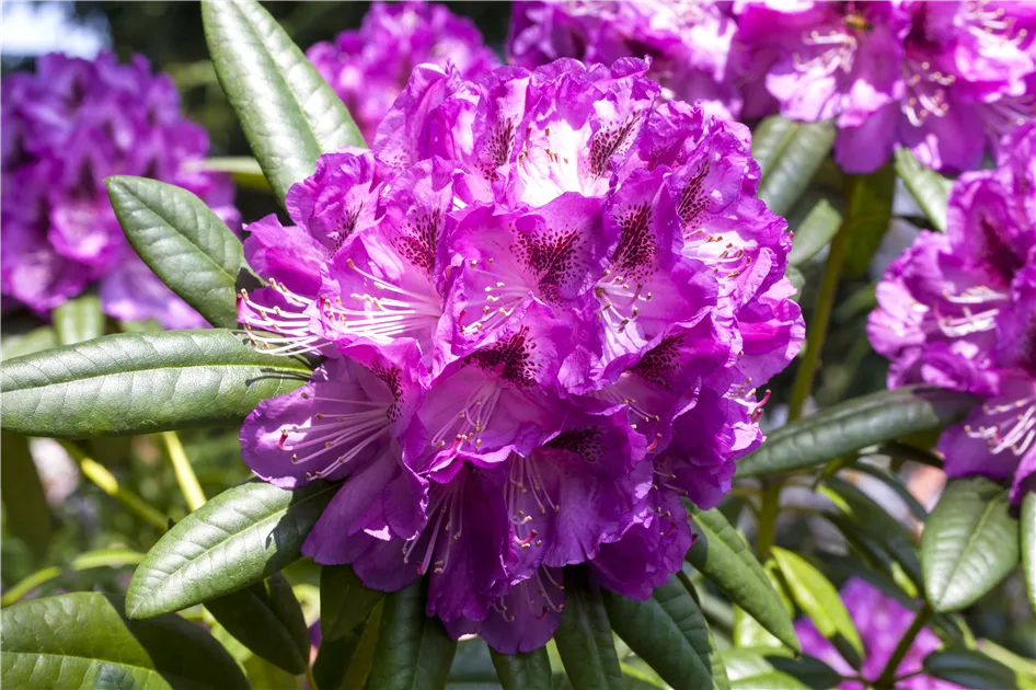 oranger rhododendron Orange Prelude