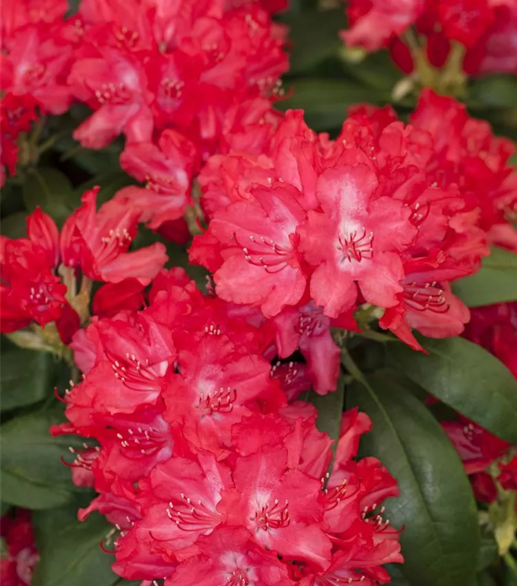 rhododendron luteum glowing embers Hydrangea m. 'Glowing Embers' (red) – Loen Nursery, Inc