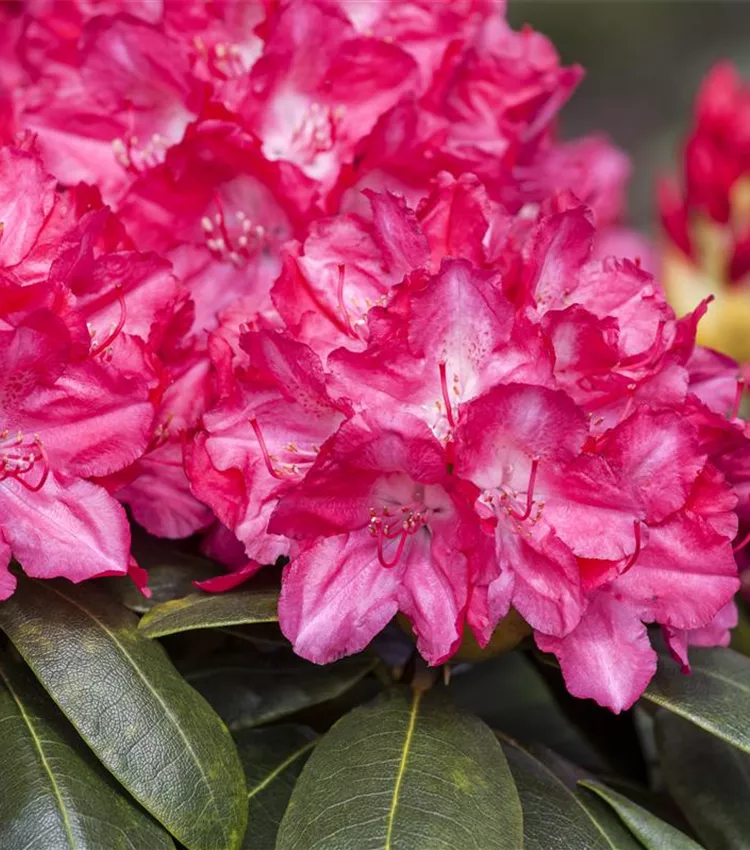 Rhododendron yakushimanum 'Astrid', Yaku-Rhododendron 'Astrid' | RICOTER  Erdaufbereitung AG