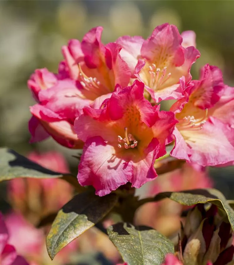 Rhododendron yakushimanum 'Barbarella', Yaku-Rhododendron 'Barbarella' |  RICOTER Erdaufbereitung AG