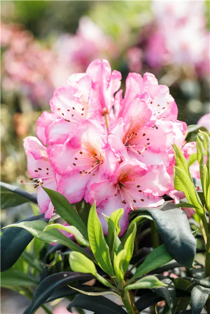 Rhododendron 'Kurfrstin Sophie' | RICOTER Erdaufbereitung AG
