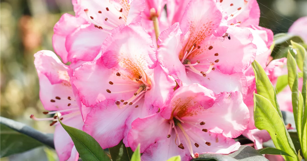 Rhododendron 'Kurfrstin Sophie' | RICOTER Erdaufbereitung AG
