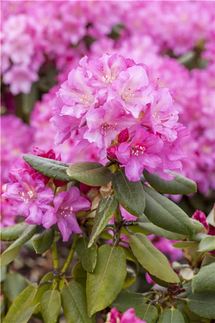 Rhododendron yakushimanum 'Blurettia', Yaku-Rhododendron 'Blurettia' |  RICOTER Erdaufbereitung AG