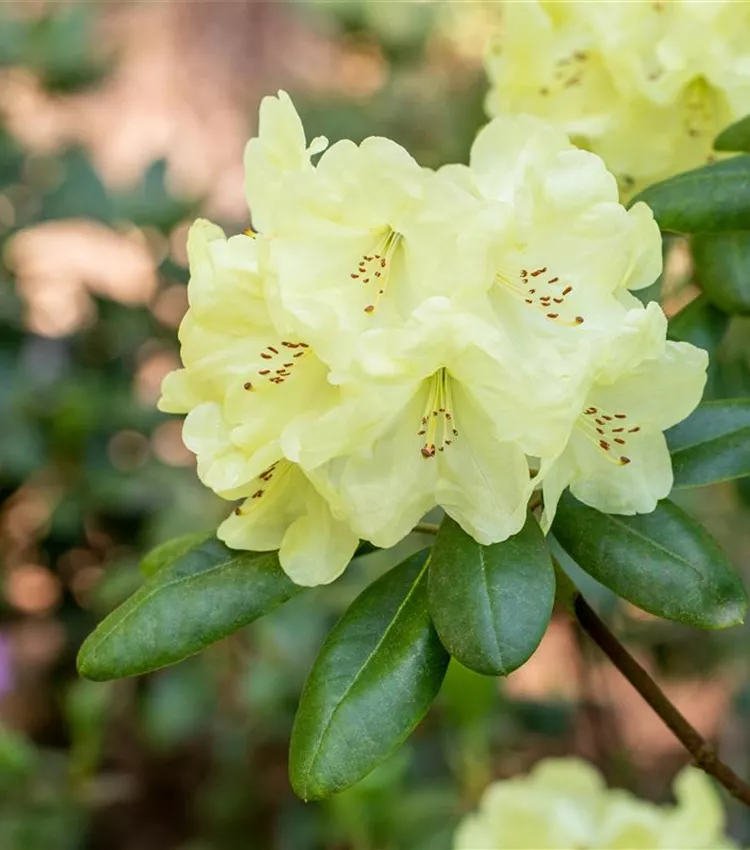 Yaku-Rhododendron 'Centennial Gold'