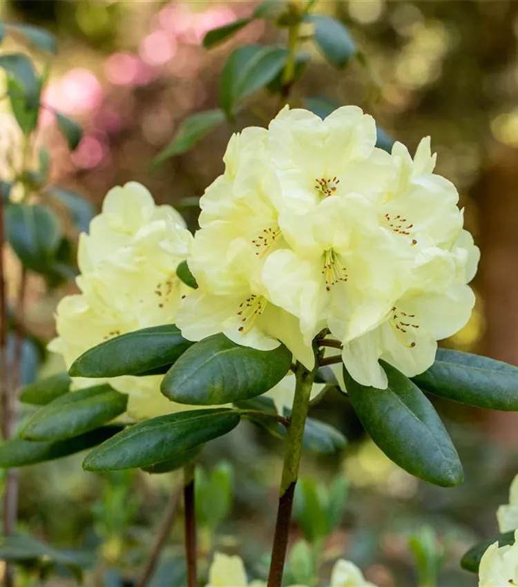 Yaku-Rhododendron 'Centennial Gold'