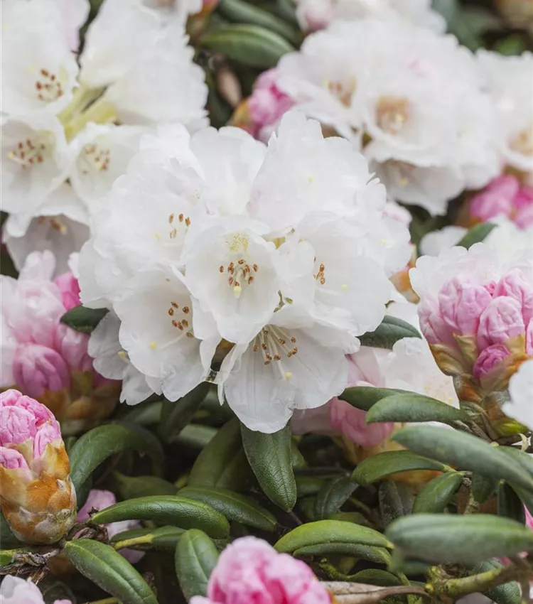 Rhododendron yakushimanum 'Dreamland', Yaku-Rhododendron 'Dreamland' |  RICOTER Erdaufbereitung AG