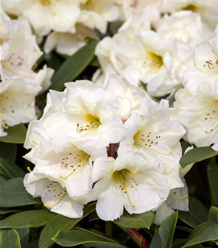 Rhododendron yakushimanum 'Golden Melodie', Yaku-Rhododendron 'Golden  Melodie' | RICOTER Erdaufbereitung AG