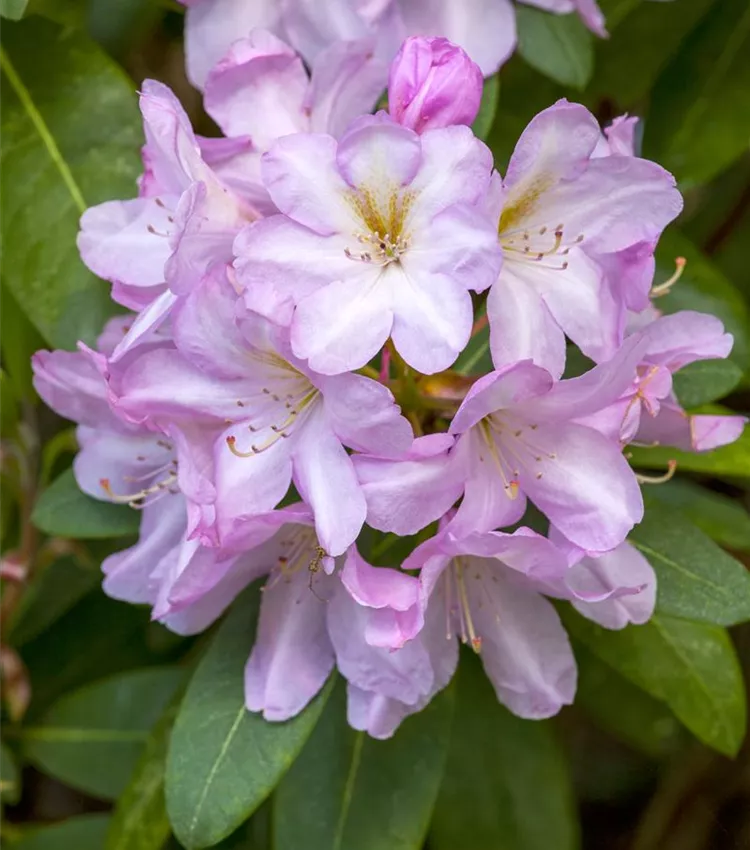 Rhododendron 'Paola' | RICOTER Erdaufbereitung AG