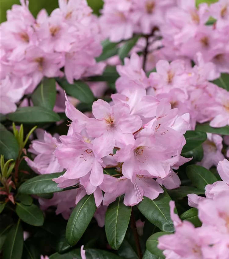 Rhododendron 'Paola' | RICOTER Erdaufbereitung AG