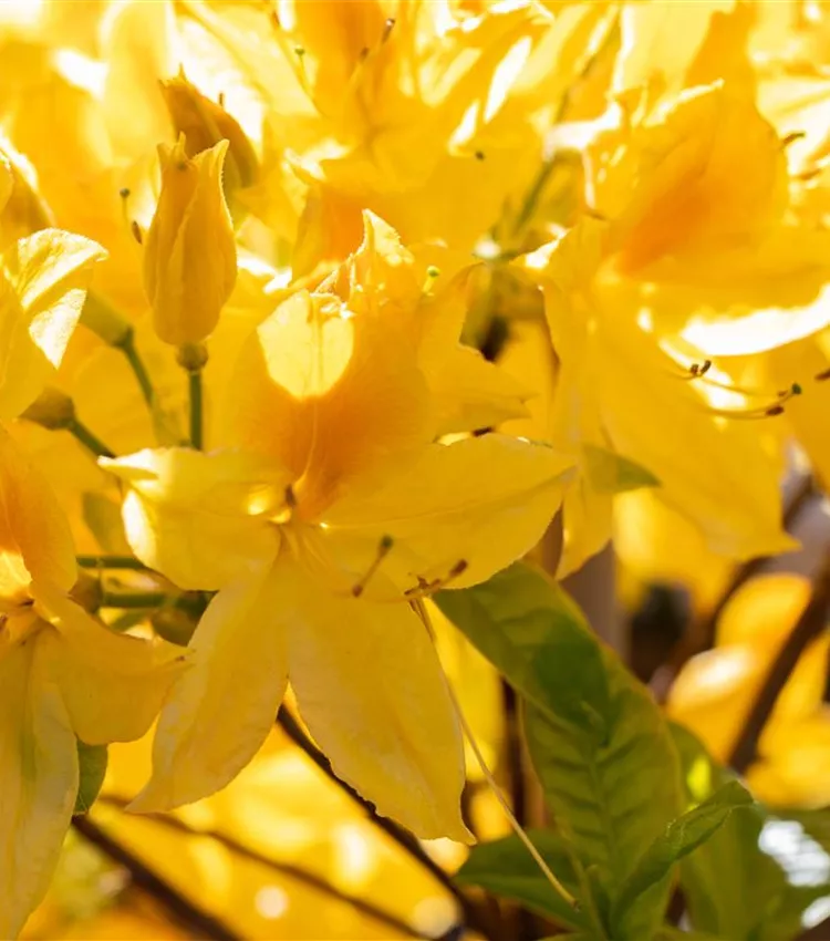 Rhododendron luteum 'Goldtopas', Sommergrne Azalee 'Goldtopas' | RICOTER  Erdaufbereitung AG
