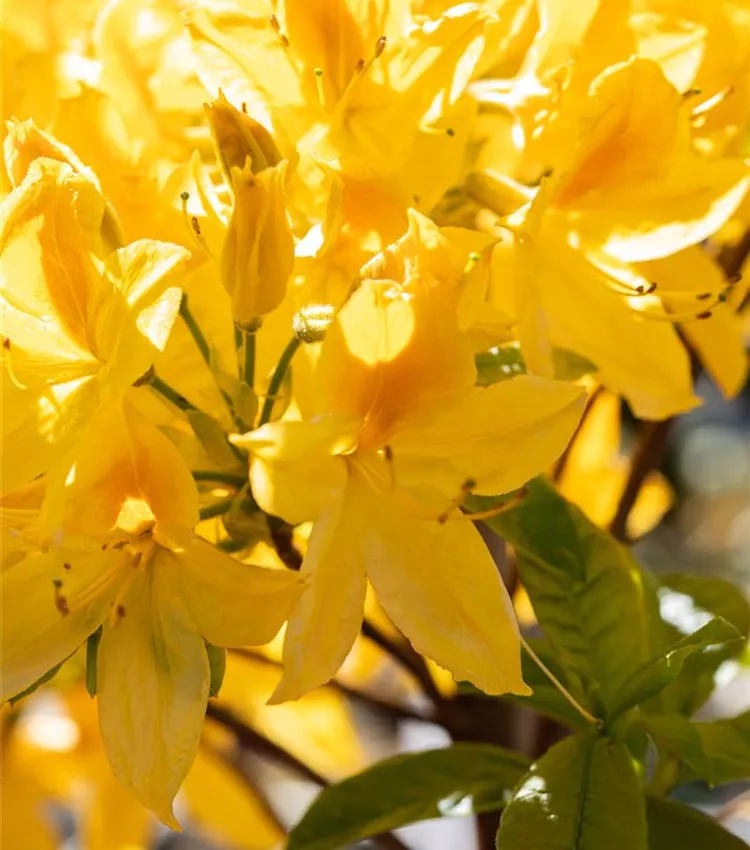 Rhododendron luteum 'Goldtopas', Sommergrne Azalee 'Goldtopas' | RICOTER  Erdaufbereitung AG