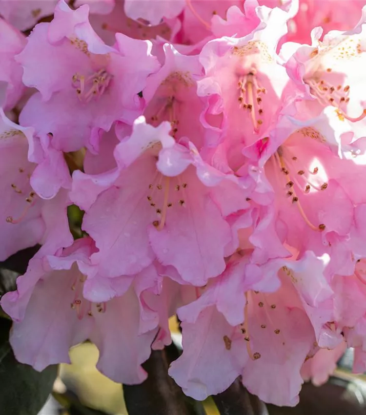 rhododendron shop Carolina rhododendron, Rhododendron carolinianum
