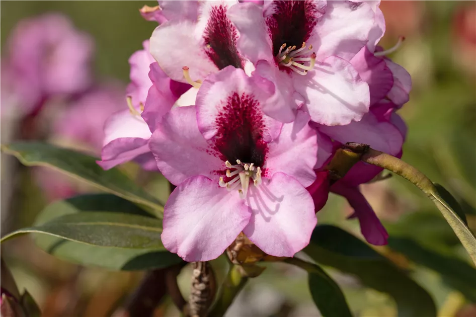 Rhododendron 'Pfauenauge', Rhododendron-Hybride 'Pfauenauge' | RICOTER  Erdaufbereitung AG