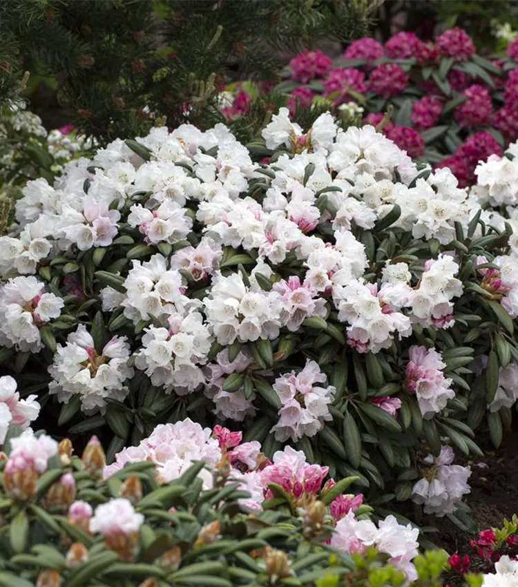 Rhododendron yakushimanum 'Koichiro Wada', Rhododendron 'Koichiro Wada' |  RICOTER Erdaufbereitung AG