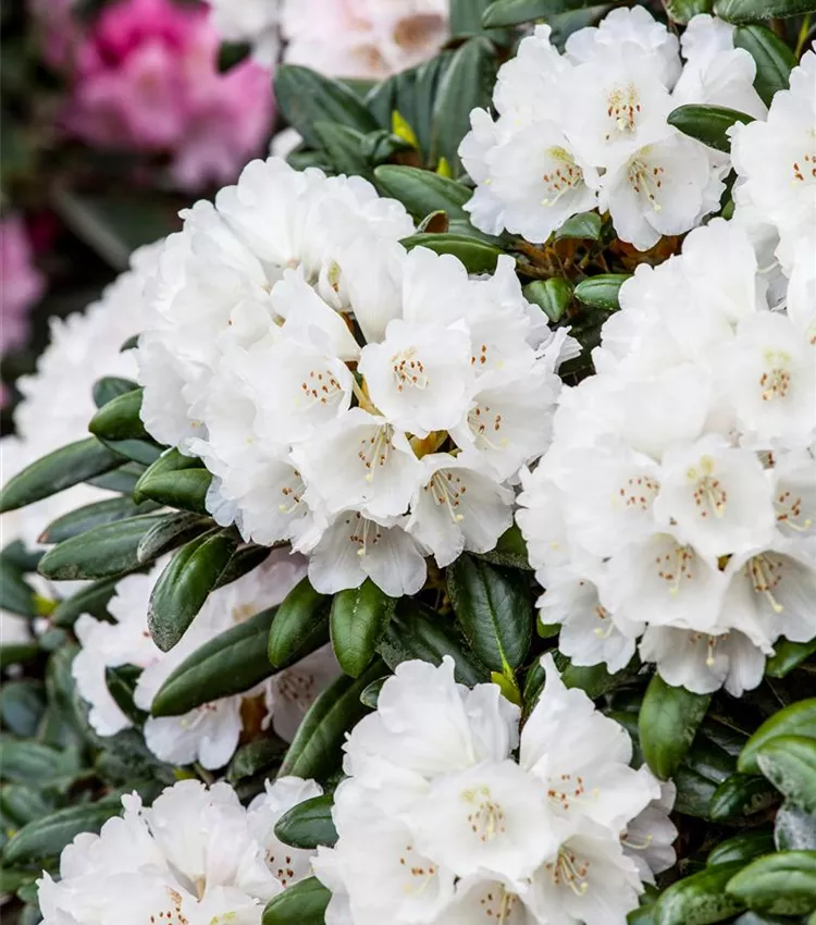 Rhododendron yakushimanum 'Koichiro Wada', Rhododendron 'Koichiro Wada' |  RICOTER Erdaufbereitung AG