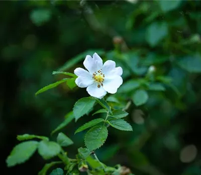 Rosa agrestis