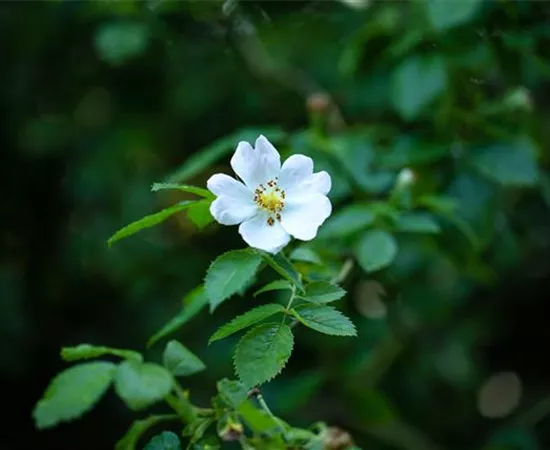 Rosa agrestis