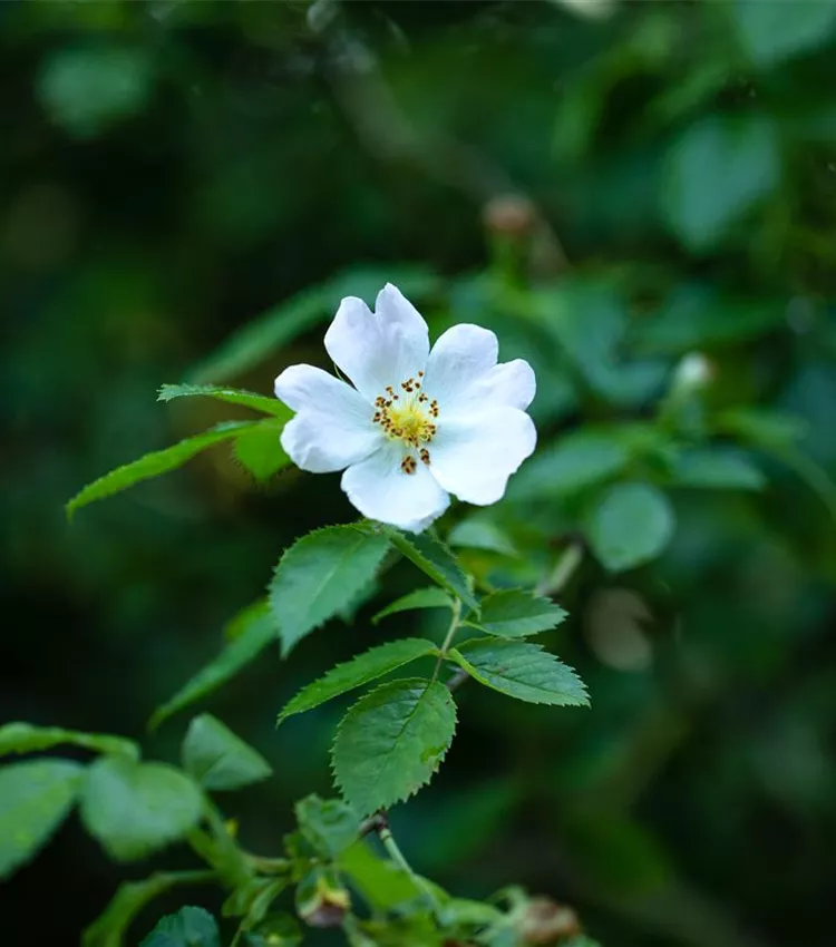 Rosier