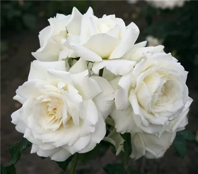 Rosa 'Alaska'®