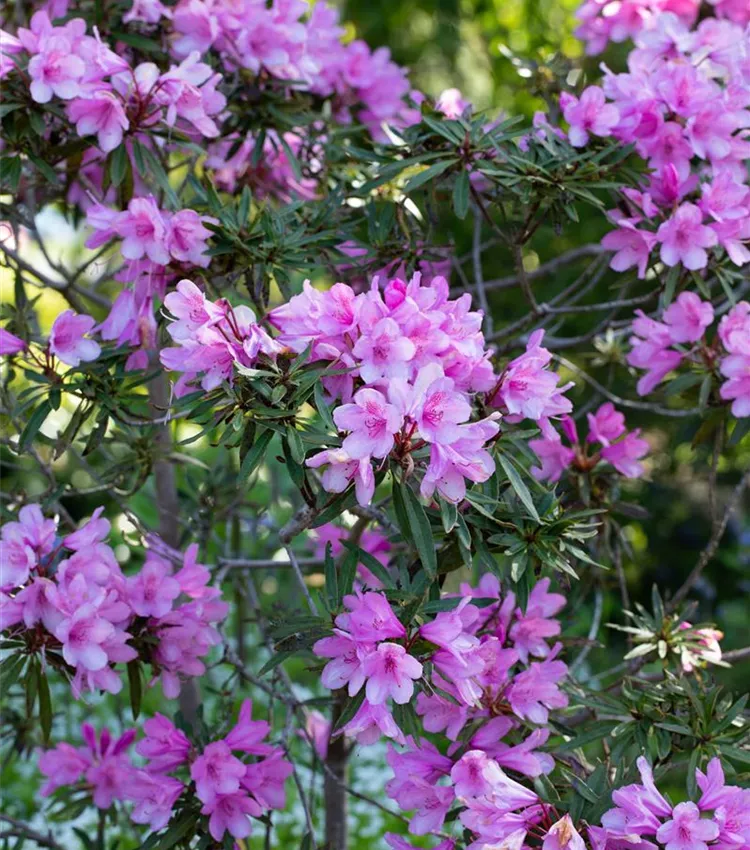 Pontischer Rhododendron 'Graziella'
