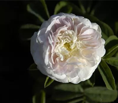 Rosa alba 'Maiden´s Blush'