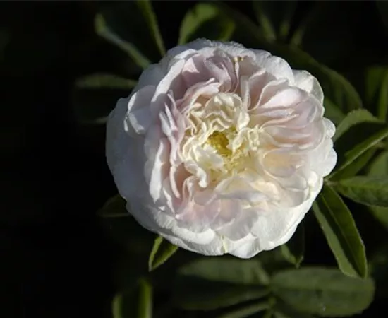 Rosa alba 'Maiden´s Blush'