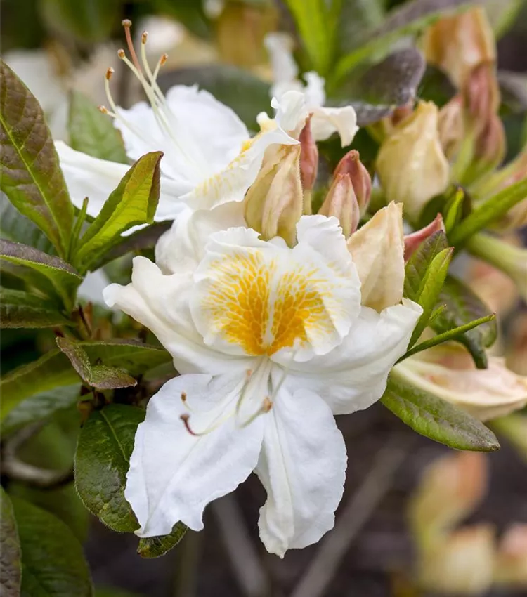 Sommergrüne Azalee 'Möwe'