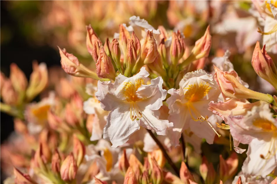 rhododendron yak koichiro wada Rhododendron yak. 'Koichiro Wada' – Spanne Plantesalg main image 0