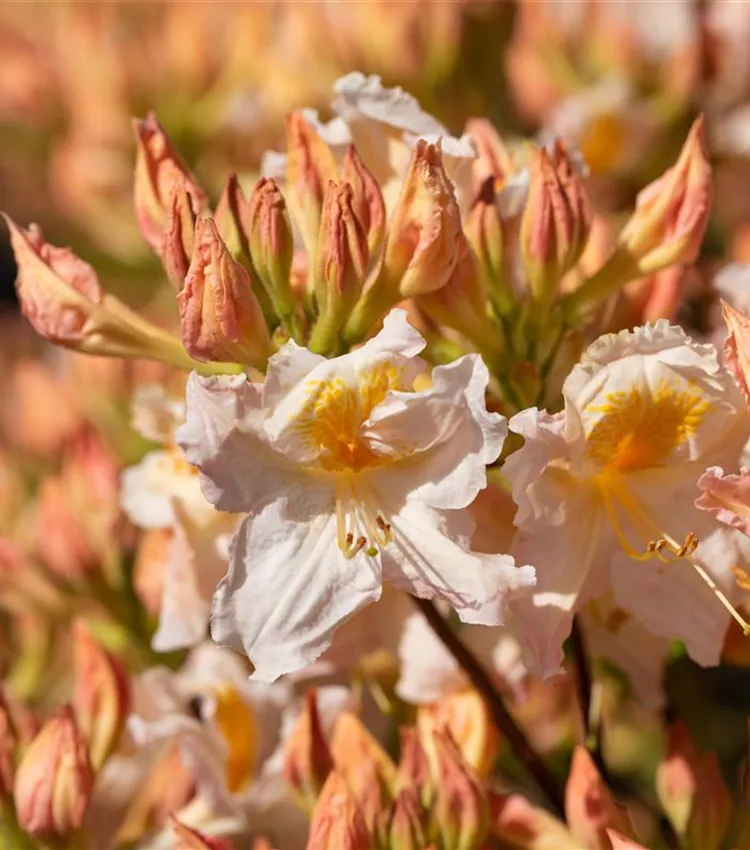 Sommergrüne Azalee 'Möwe'
