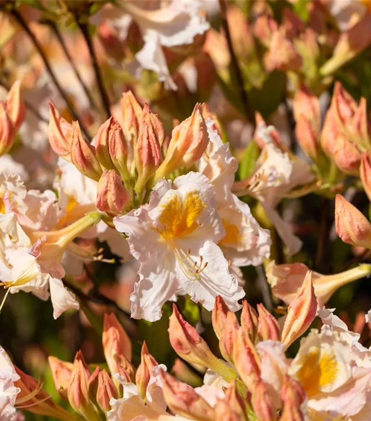 Sommergrüne Azalee 'Möwe'