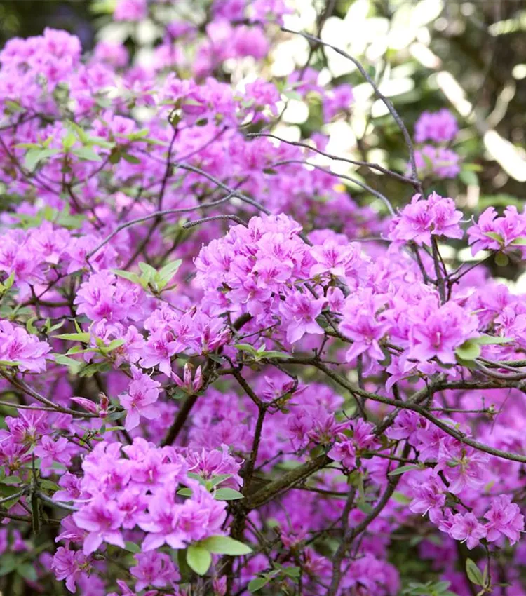 Vorfrühlingsrhododendron 'Praecox'